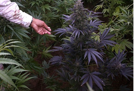 A Review Of The White Cherry Truffle Cannabis Strain